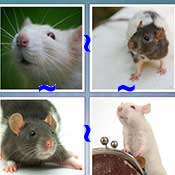 Whats the Word Rat