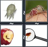4 Pics 1 Word Levels Parasite