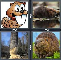 4 Pics 1 Word Levels Beaver