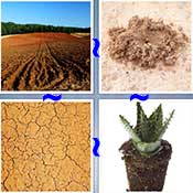 Whats the Word Soil