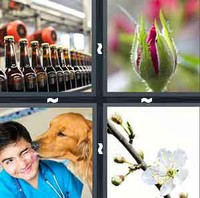 4 Pics 1 Word Levels Bud