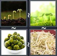4 Pics 1 Word Levels Sprouts