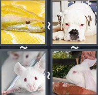 4 Pics 1 Word Levels Albino