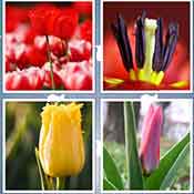 Whats the Word Tulip
