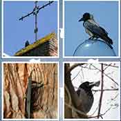 Whats the Word Crow