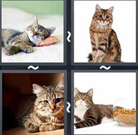 4 Pics 1 Word Levels Tabby