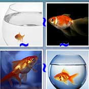 Whats the Word Goldfish