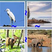 Whats the Word Wildlife