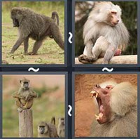4 Pics 1 Word Levels Baboon