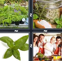 4 Pics 1 Word Levels Herb