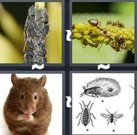 4 Pics 1 Word Pest