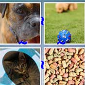 Whats the Word Pet