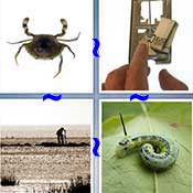Whats the Word Bait