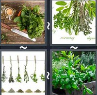 4 Pics 1 Word Levels Herbs