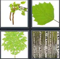 4 Pics 1 Word Levels Birch