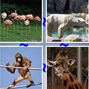 Whats the Word Zoo