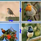 Whats the Word Robin