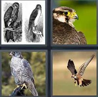 4 Pics 1 Word Levels Falcon