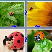 Whats the Word Ladybug
