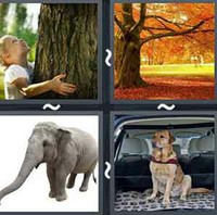 4 Pics 1 Word Levels Trunk