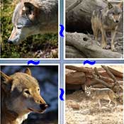 Whats the Word Wolf