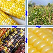 Whats the Word Corn