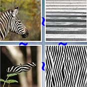 Whats the Word Zebra