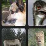 What's that Word Animal
