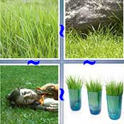 Whats the Word Grass