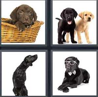 4 Pics 1 Word Levels Labrador