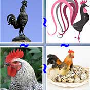 Whats the Word Cock