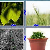 Whats the Word Plant