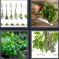 4 Pics 1 Word Levels Herbs