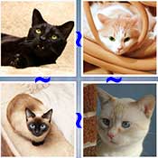 Whats the Word Cat
