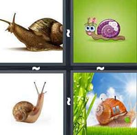 4 Pics 1 Word Snail