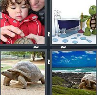4 Pics 1 Word Tortoise