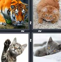 4 Pics 1 Word Cat