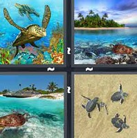 4 Pics 1 Word Turtle