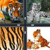4 Pics 1 Word Tiger