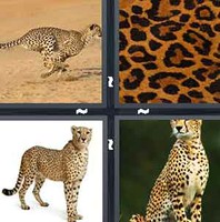4 Pics 1 Word Cheetah
