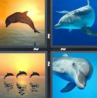 4 Pics 1 Word Dolphin