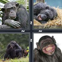 4 Pics 1 Word Chimp