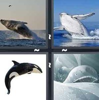 4 Pics 1 Word Whale