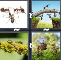 4 Pics 1 Word Ants