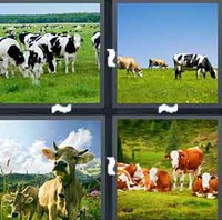 4 Pics 1 Word Cows