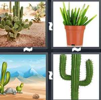 4 Pics 1 Word Cactus 