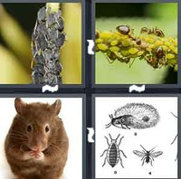 4 Pics 1 Word Pest 