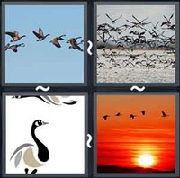 4 Pics 1 Word Geese