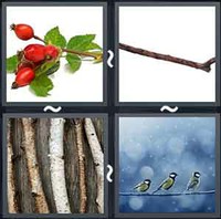 4 Pics 1 Word Twig 