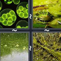 4 Pics 1 Word Algae